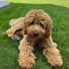 luckydog317